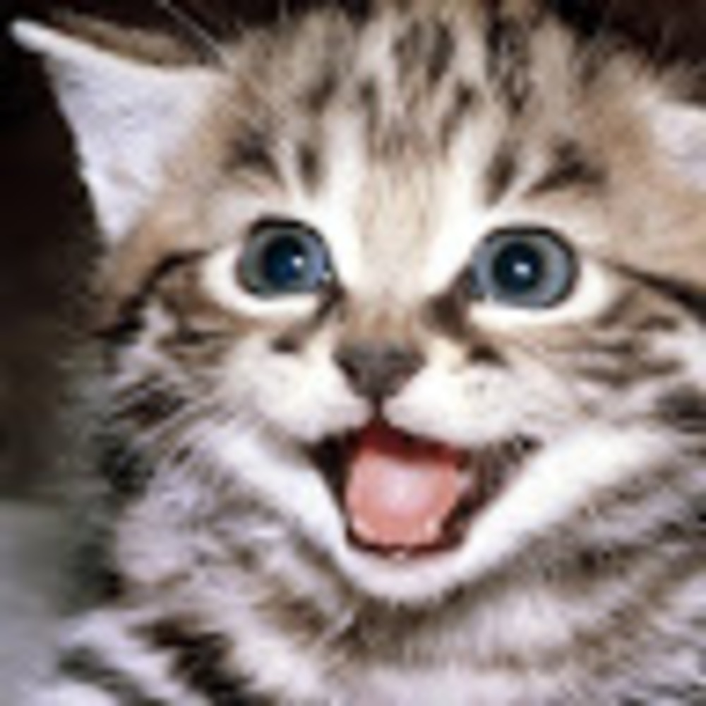 Meet your Posher, Ceci